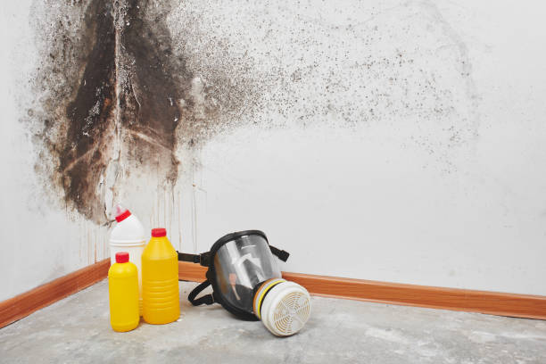 Best Industrial Mold Remediation in Drexel, NC