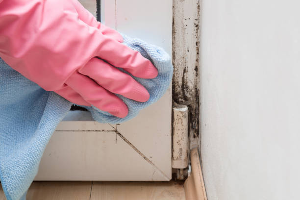 Best Attic Mold Remediation in Drexel, NC