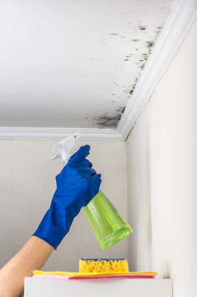 Best Preventive Mold Services in Drexel, NC